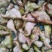 洪泽湖区域种植的菱角无污染无药害***绿色产品需要联系我