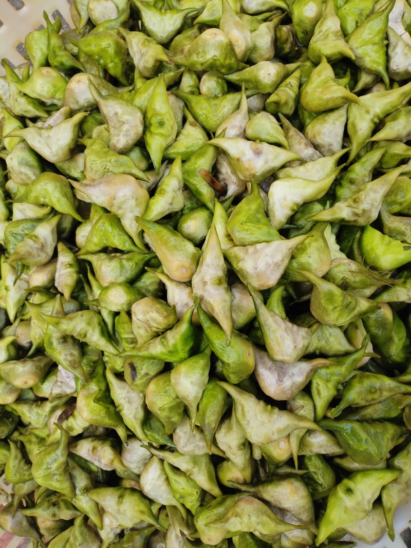 洪泽湖区域种植的菱角无污染无药害***绿色产品需要联系我