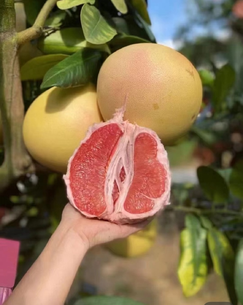 正宗福建琯溪蜜柚/三红柚/视频看货/视频采摘