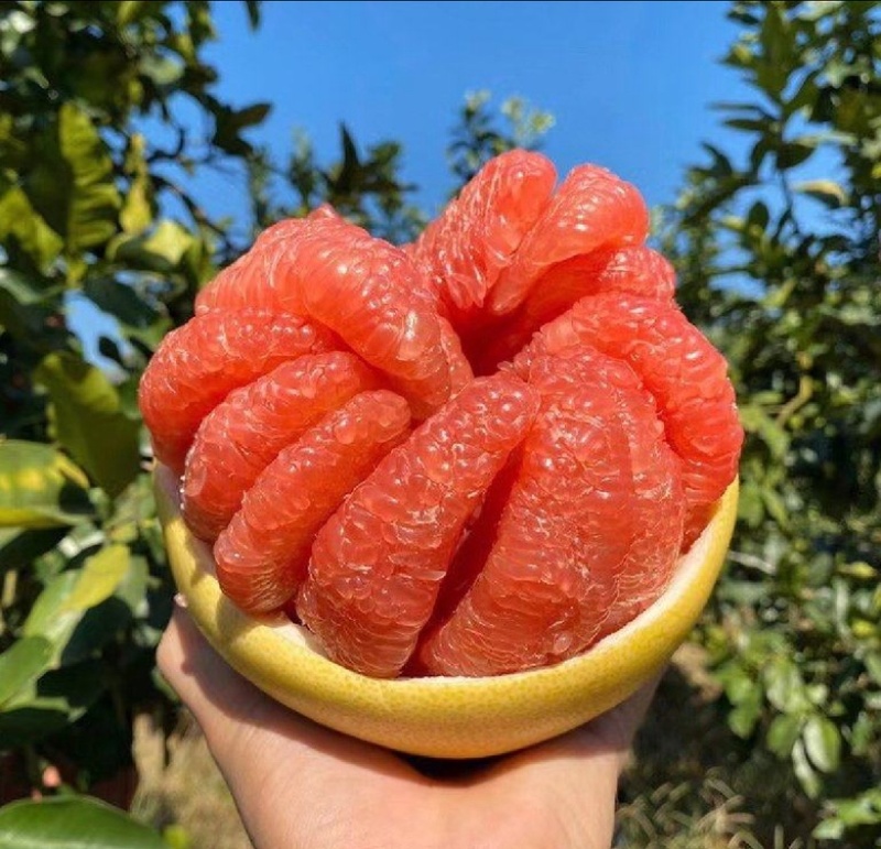 正宗福建琯溪蜜柚/三红柚/视频看货/视频采摘