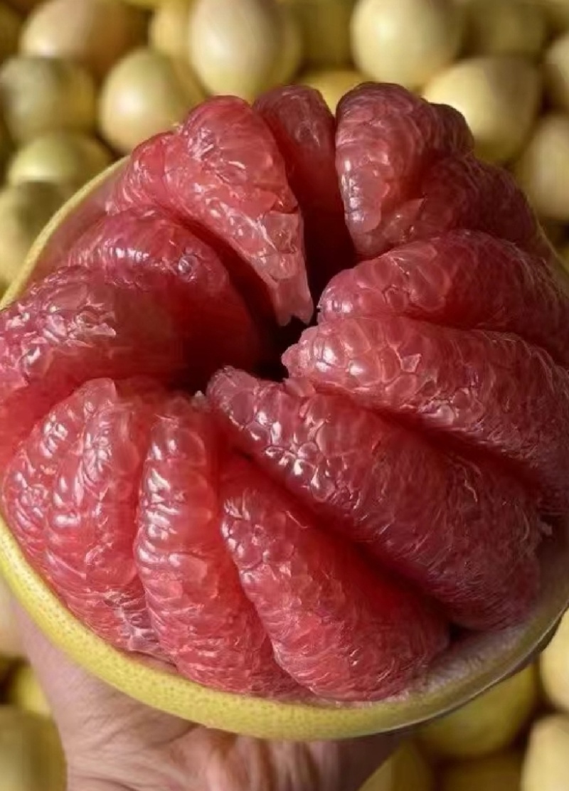 正宗福建琯溪蜜柚/三红柚/视频看货/视频采摘
