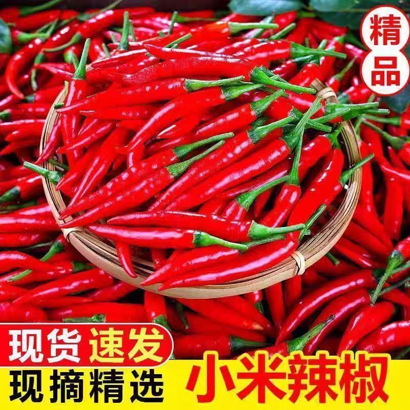 苏鲁豫皖万亩辣椒基地大量供应精品小米辣椒需要的请联系，