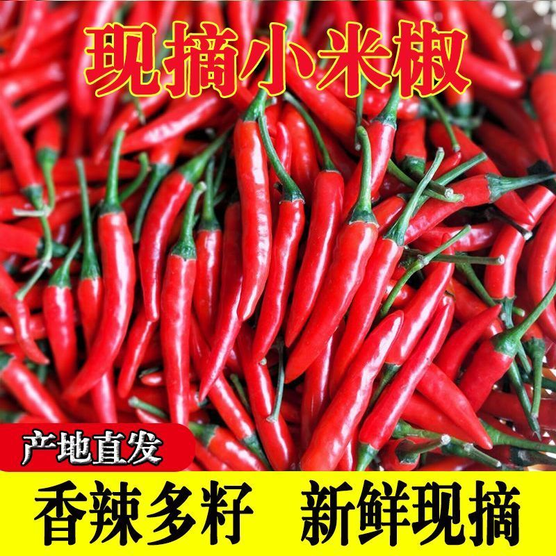 苏鲁豫皖万亩辣椒基地大量供应精品小米辣椒需要的请联系，