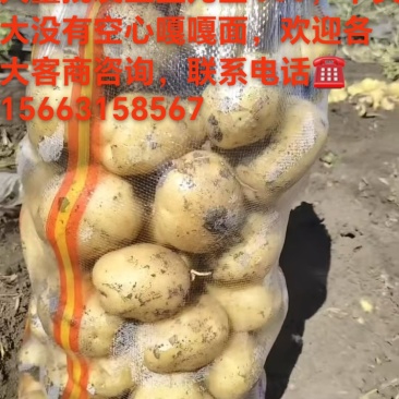批发马铃薯尤金885，各大不空心，质量好