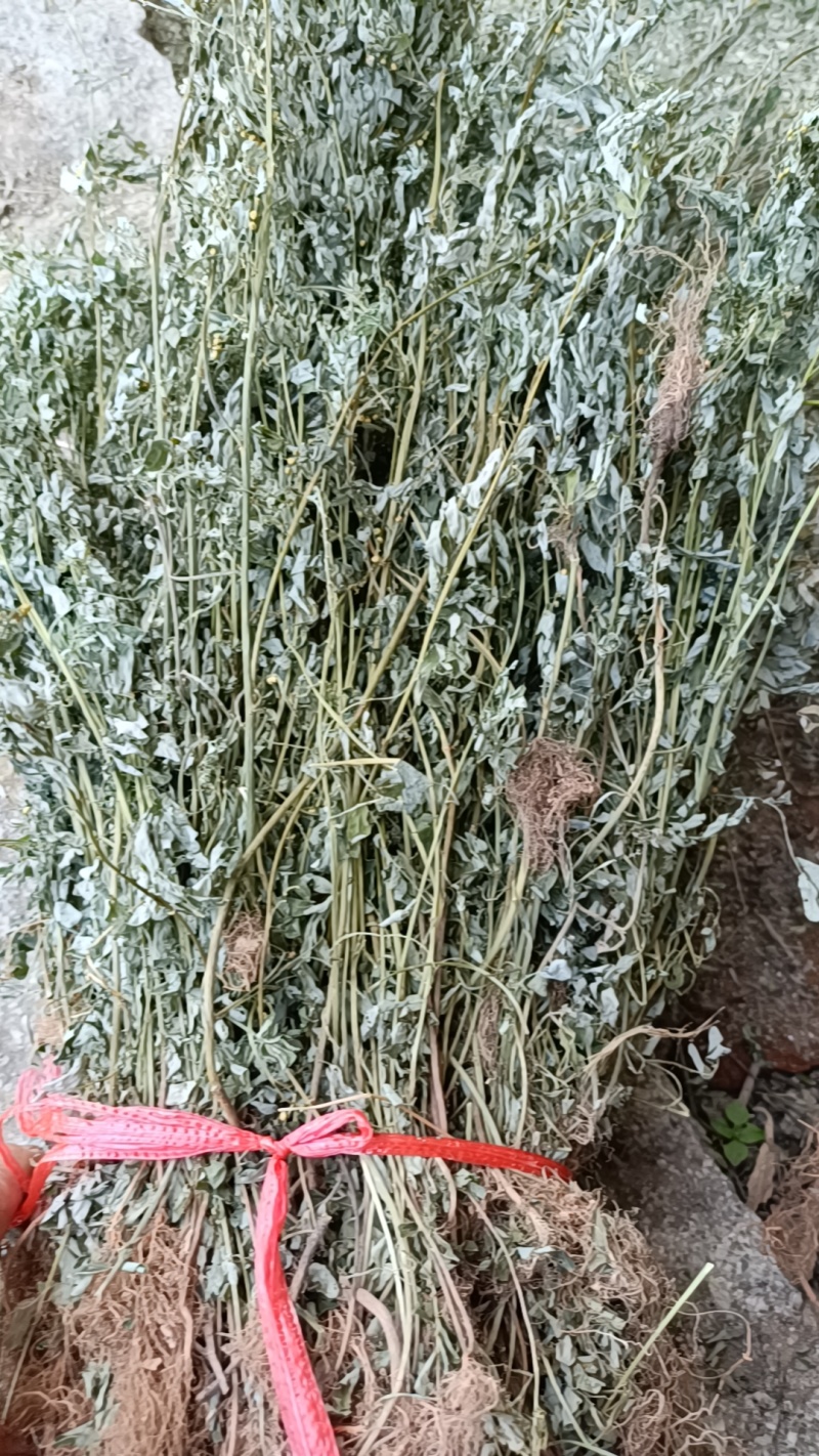 叶下珠；段子；整棵