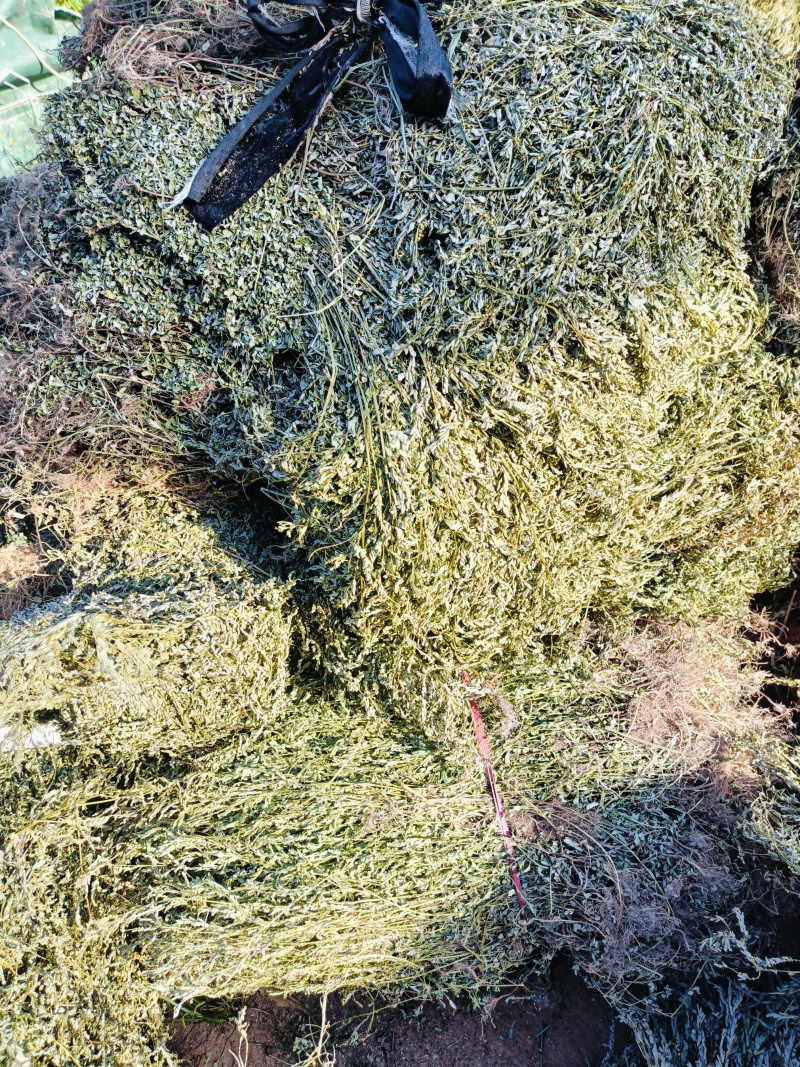 叶下珠；段子；整棵