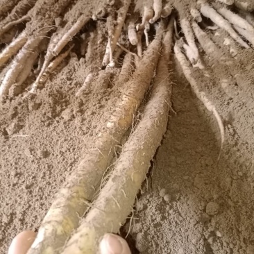 小白嘴山药，口感微微甜，软糯好吃不贵