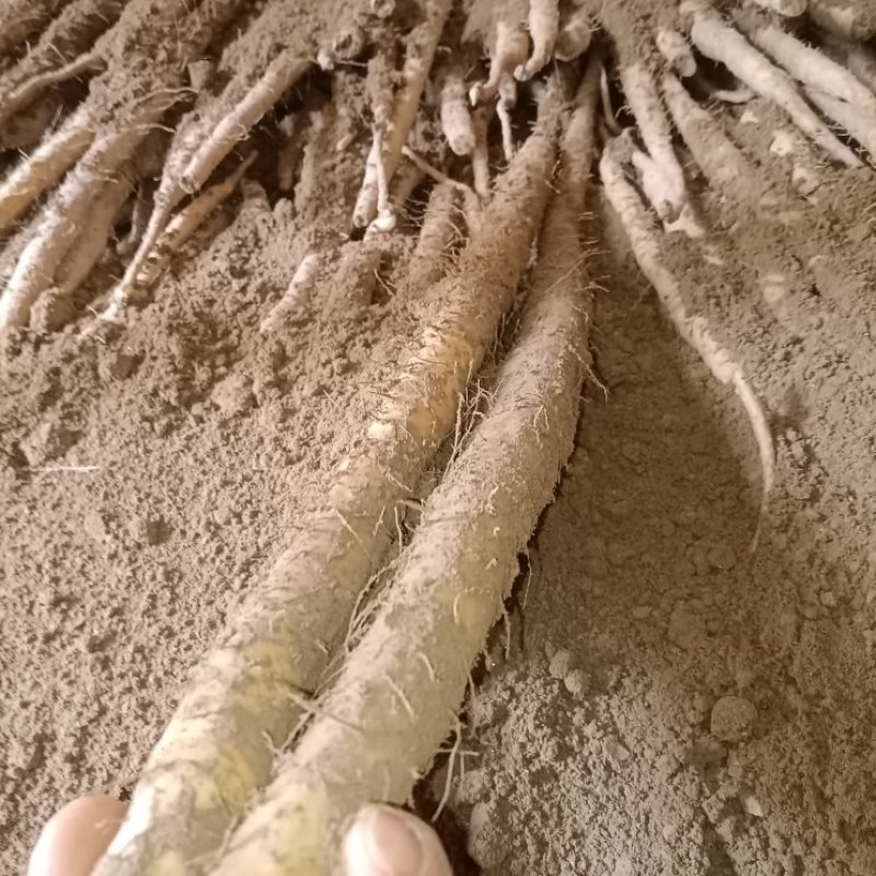 小白嘴山药，口感微微甜，软糯好吃不贵