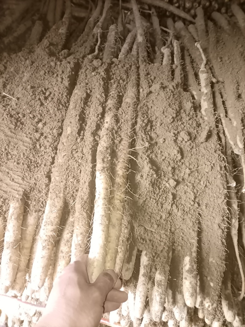 小白嘴山药，口感微微甜，软糯好吃不贵