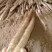 小白嘴山药，口感微微甜，软糯好吃不贵