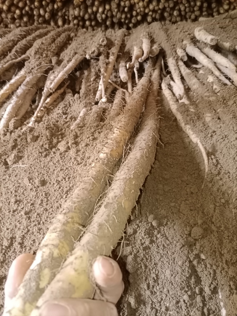 小白嘴山药，口感微微甜，软糯好吃不贵