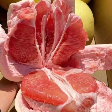湖北红心白心蜜柚原产地个大皮簿味甜，品质有保证