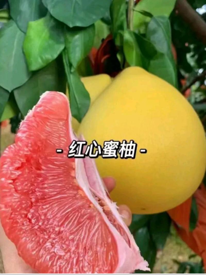 湖北红心白心蜜柚原产地个大皮簿味甜，品质有保证
