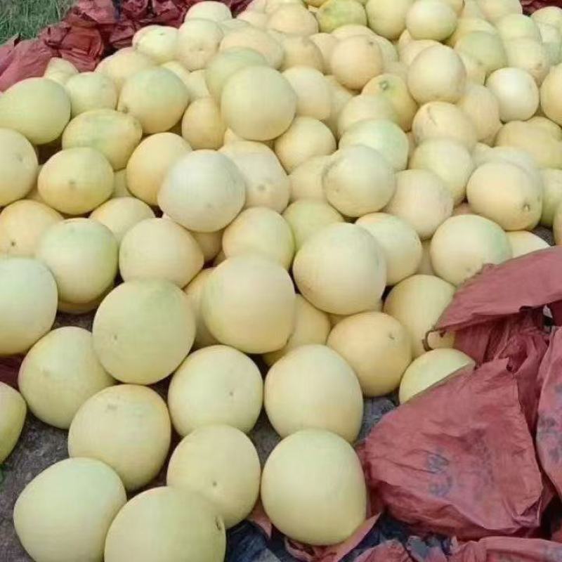 湖北红心白心蜜柚原产地个大皮簿味甜，品质有保证