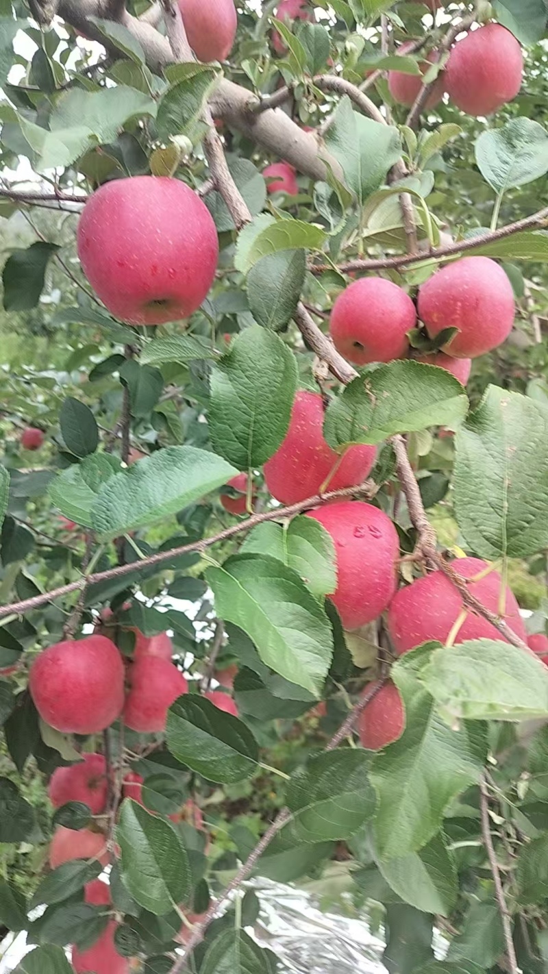 云南昭通市昭阳区丑苹果