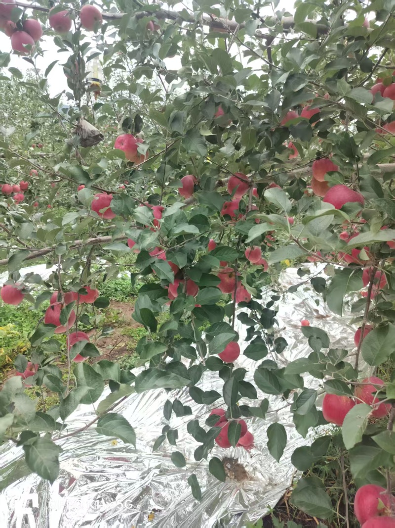 云南昭通市昭阳区丑苹果