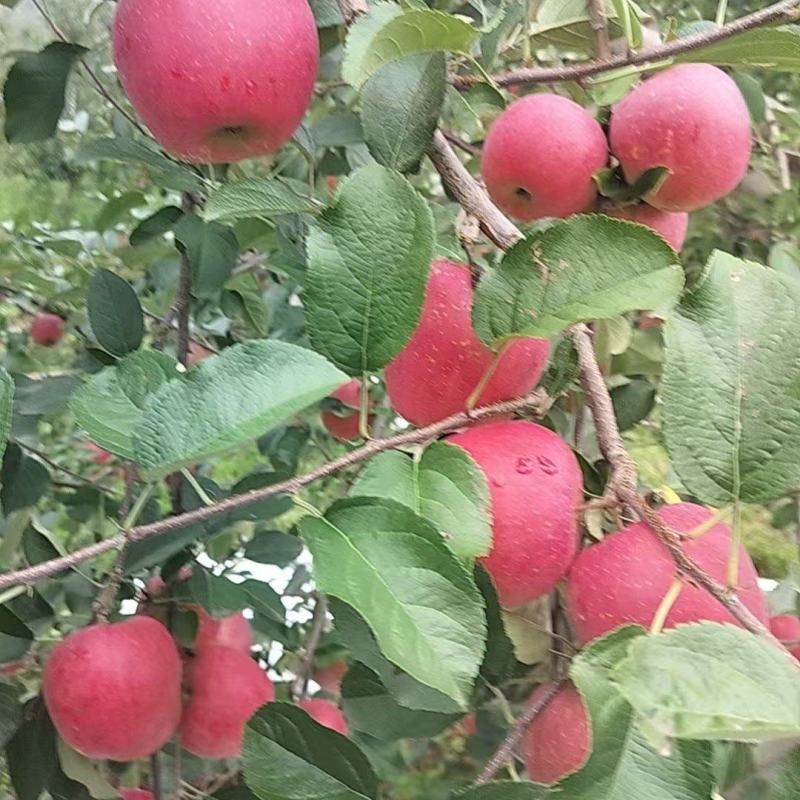 云南昭通市昭阳区丑苹果