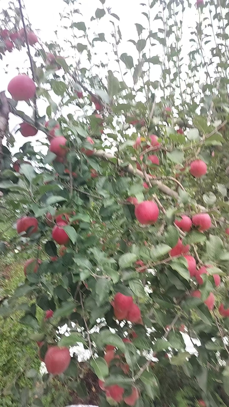 云南昭通市昭阳区丑苹果