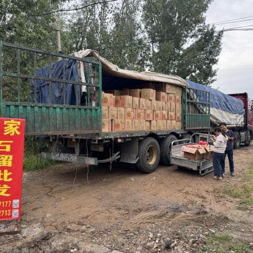 会理石榴一手经销商