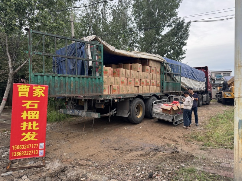 会理石榴一手经销商