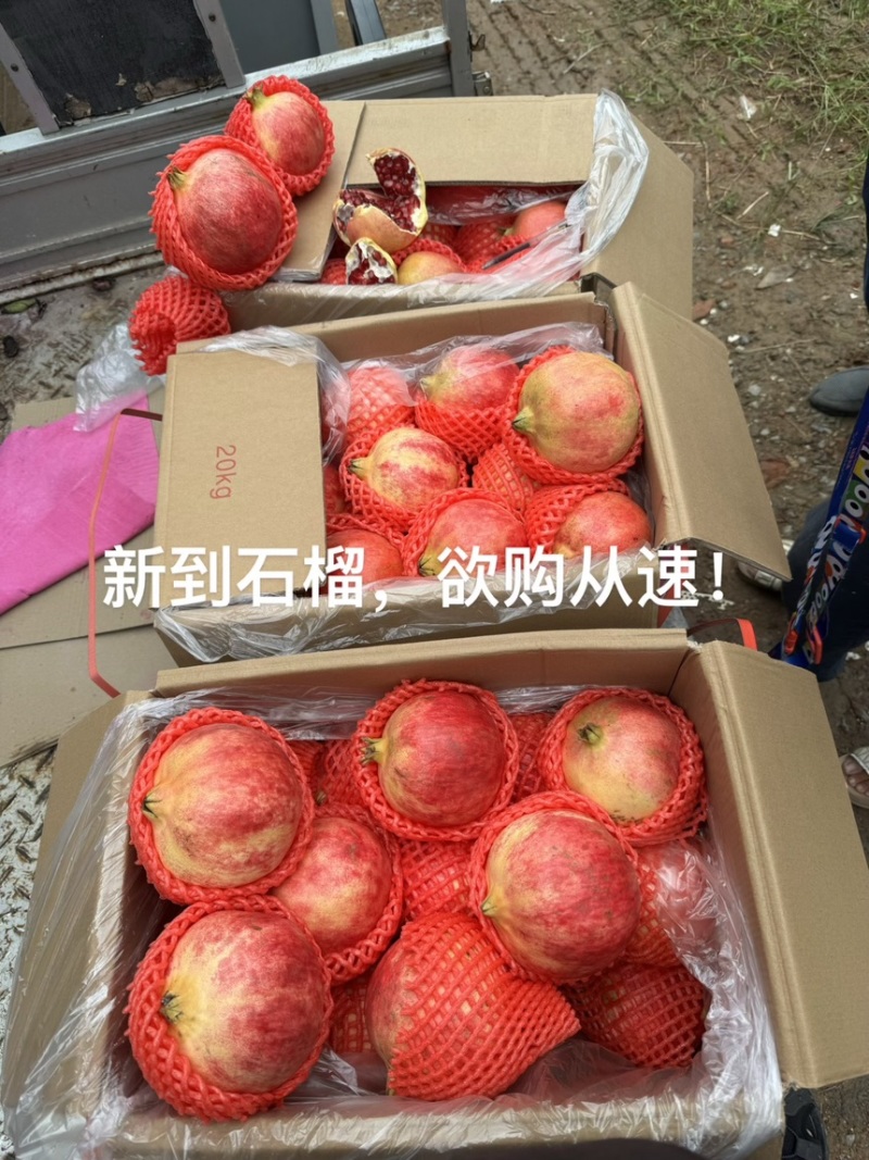 会理石榴一手经销商