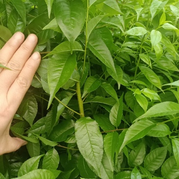 小叶青皮岗梅苗，一手货源，免费技术指导包教会，预售中