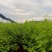 小叶青皮岗梅苗，一手货源，免费技术指导包教会，预售中