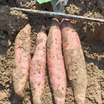 河北烟薯25大量供应，软糯香甜.质优价廉。