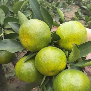 国庆一号蜜橘