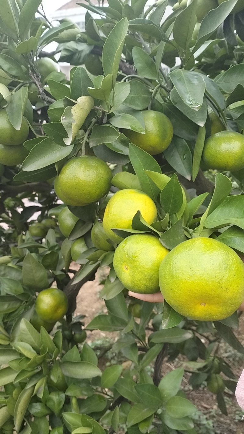 国庆一号蜜橘