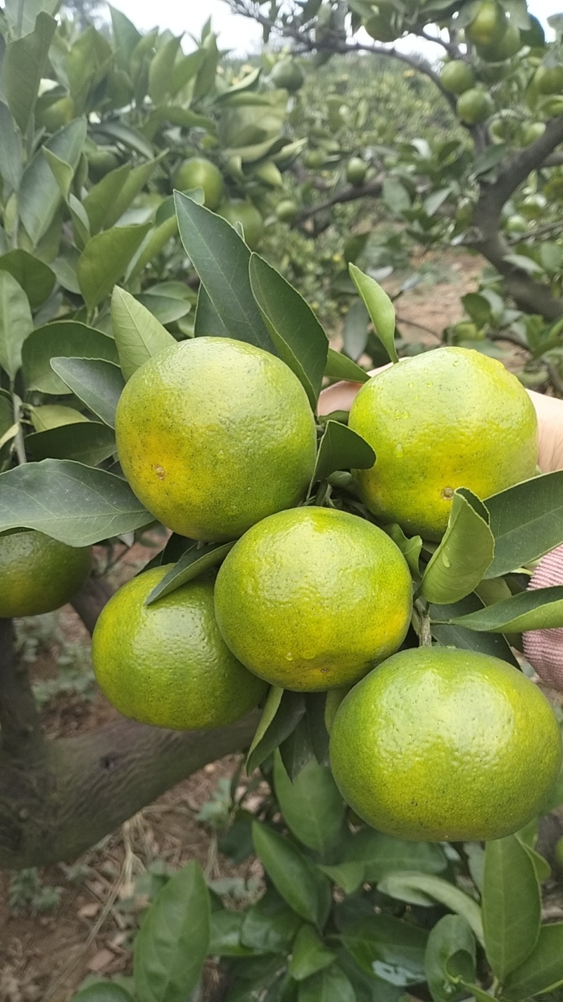 国庆一号蜜橘