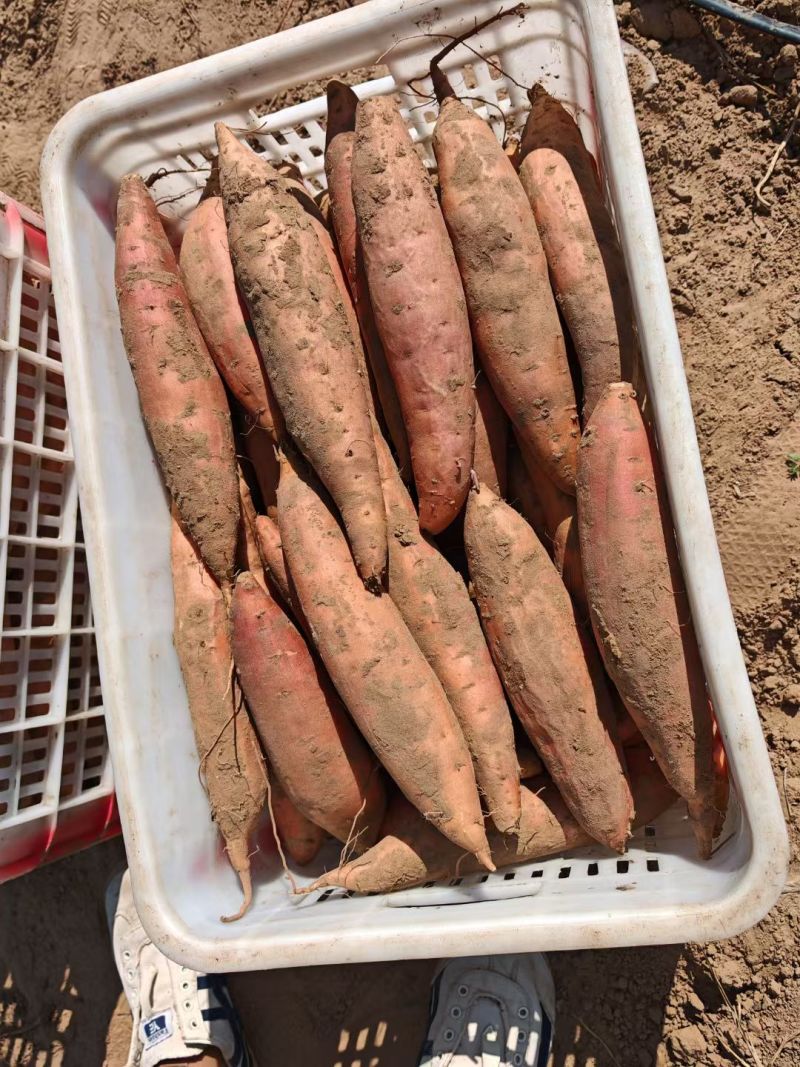 河北烟薯25大量供应，软糯香甜.质优价廉。