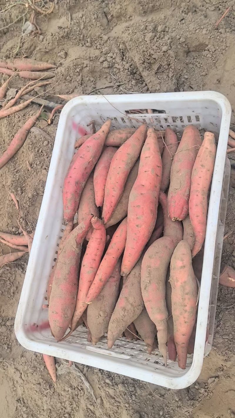河北烟薯25大量供应，软糯香甜.质优价廉。