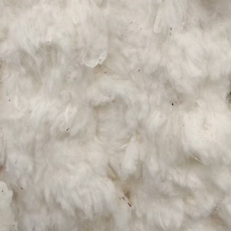 哈萨克斯坦棉花进口短棉绒一手货源