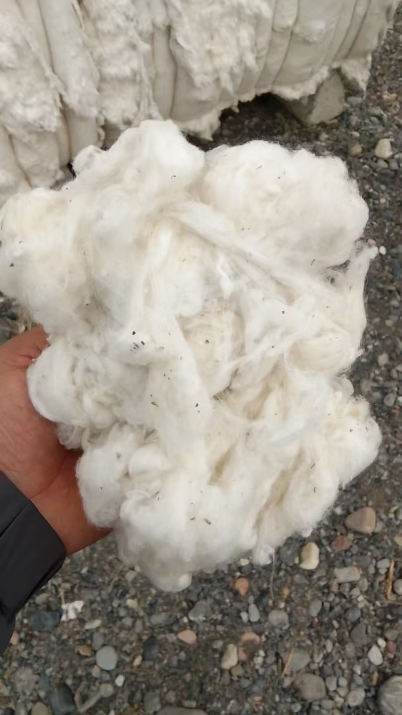 哈萨克斯坦棉花进口短棉绒一手货源