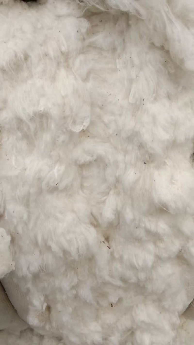 哈萨克斯坦棉花进口短棉绒一手货源