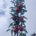 甘肃礼县花牛苹果新果