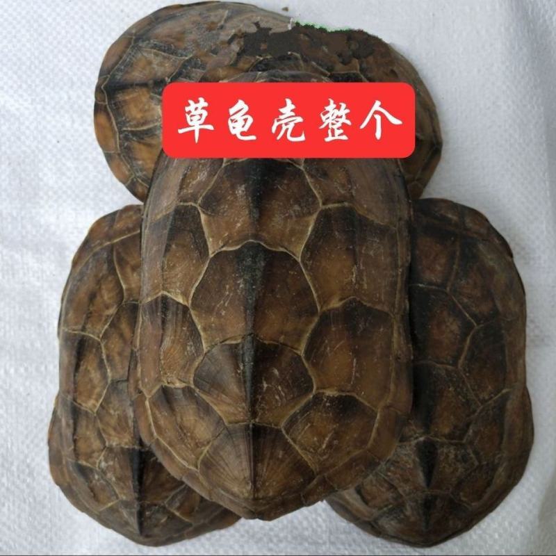 龟甲中药材龟壳龟上甲草龟壳草龟上甲龟板上壳量大从