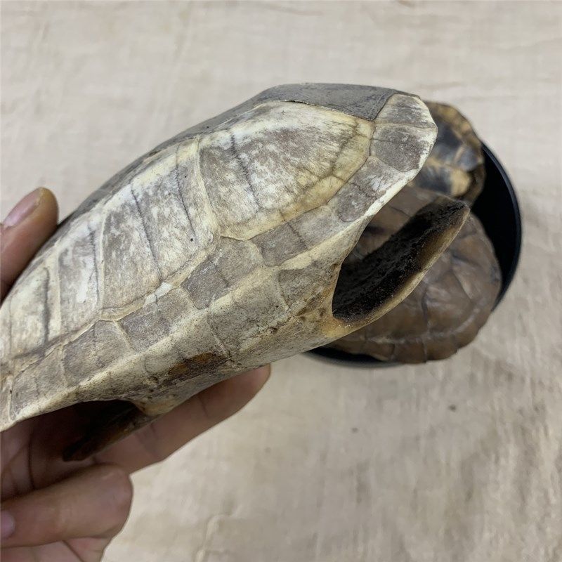 龟甲中药材龟壳龟上甲草龟壳草龟上甲龟板上壳量大从