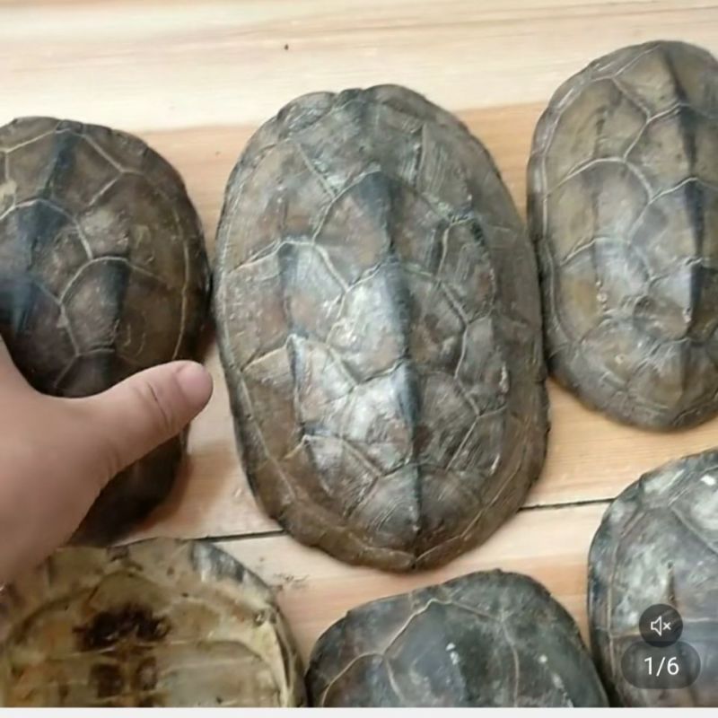 龟甲中药材龟壳龟上甲草龟壳草龟上甲龟板上壳量大从