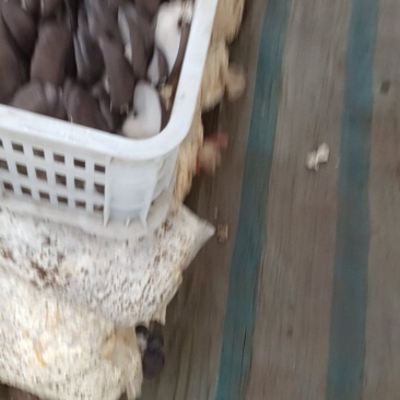 鲜平菇
