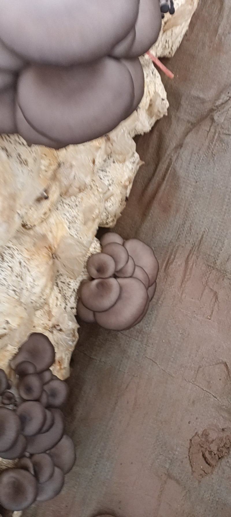 鲜平菇