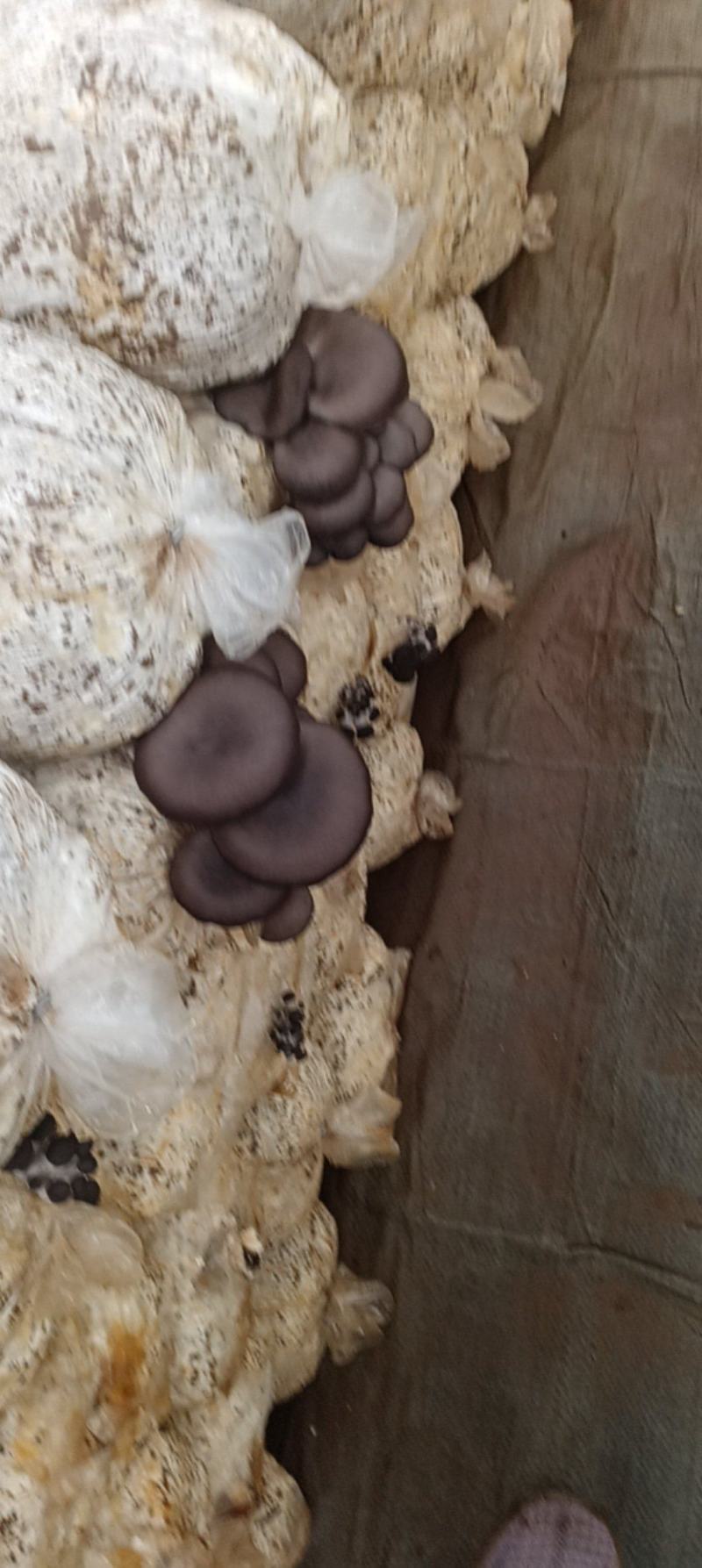 鲜平菇
