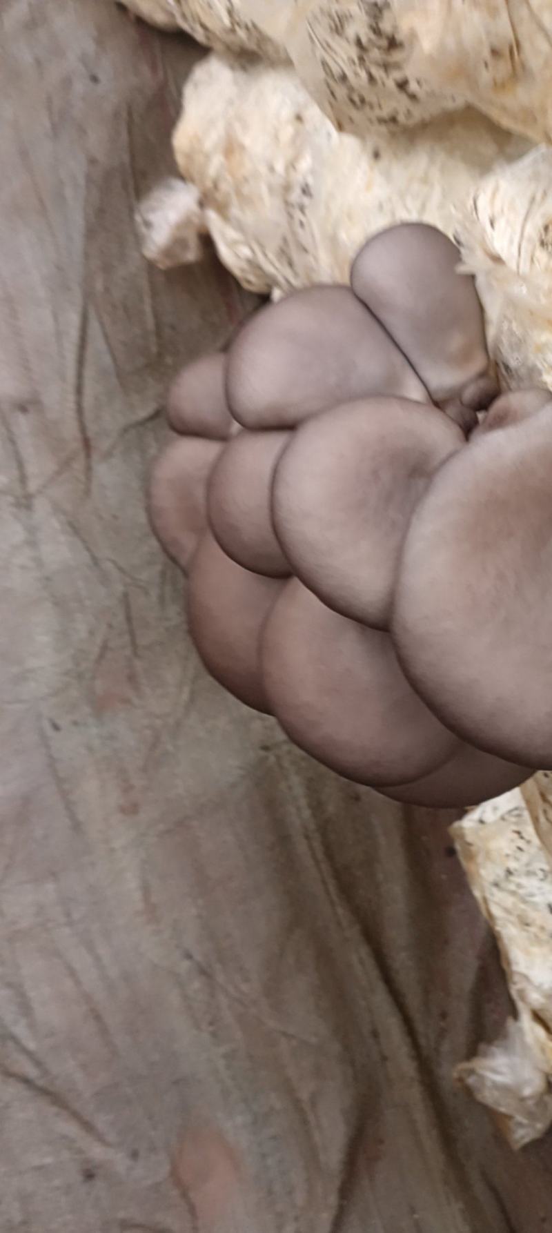 鲜平菇