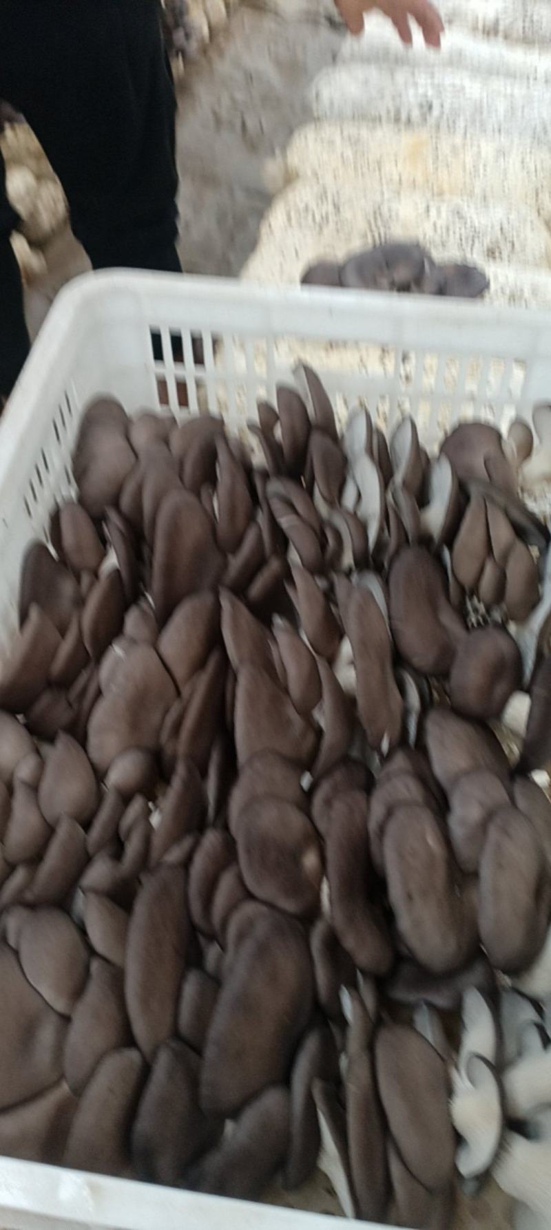 鲜平菇