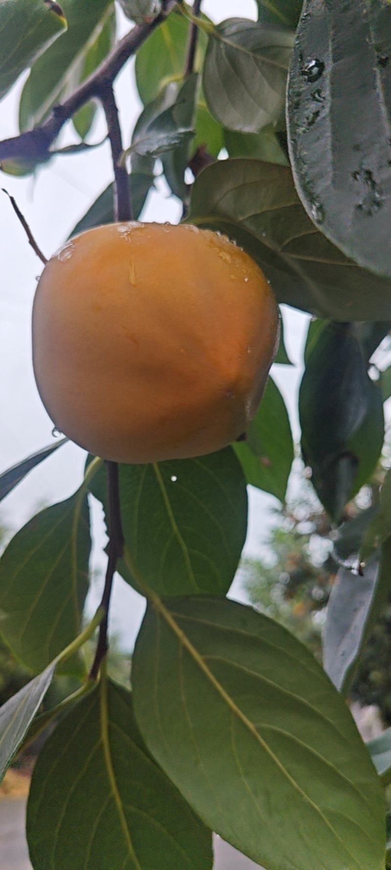吊红，也叫火蛋