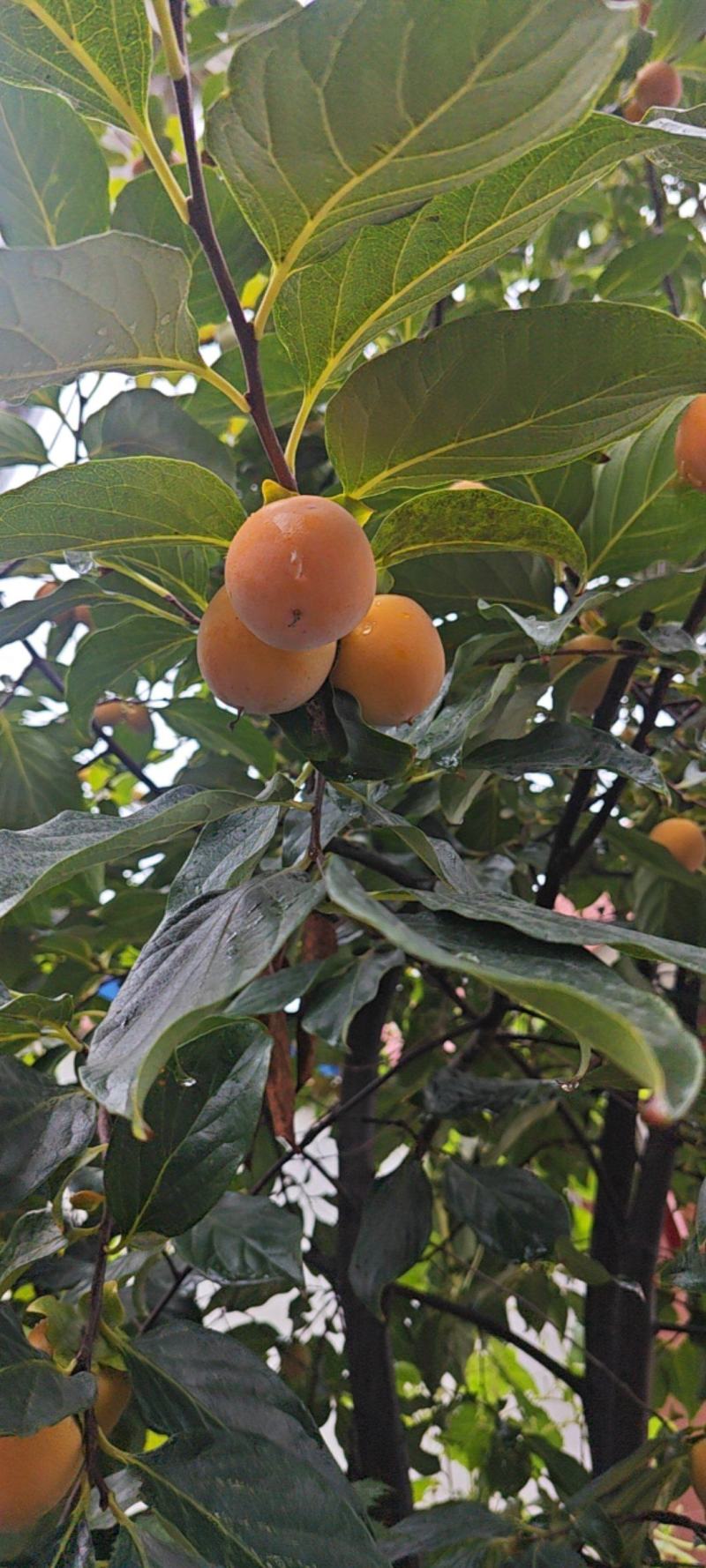 吊红，也叫火蛋