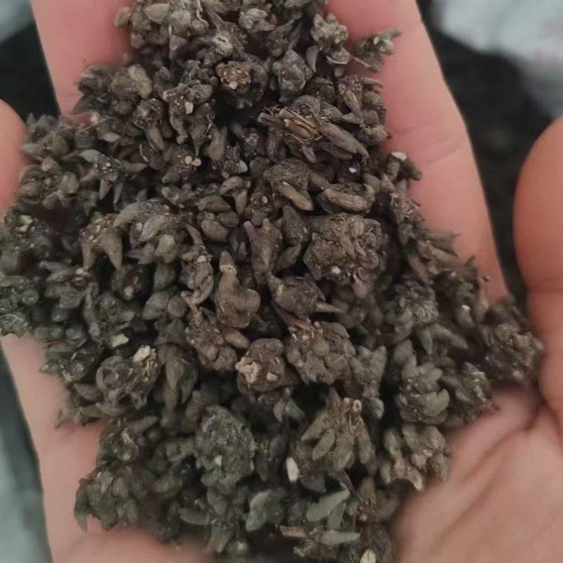 批发纯野猫爪草（一级货），不带毛的，一手货源，诚信经营！