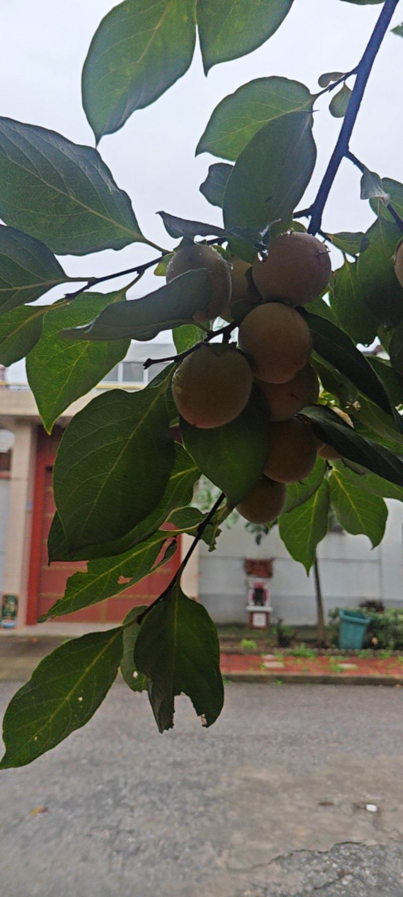 吊红，也叫火蛋