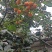 吊红，也叫火蛋